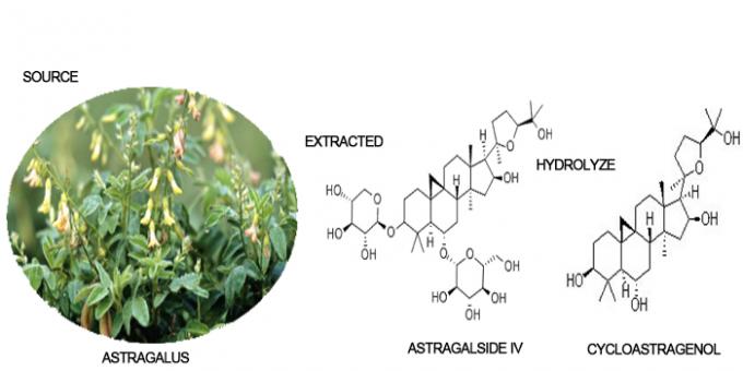 98% 50% 10% 5% Cycloastragenol रूट Astragalus एक्सट्रैक्ट पाउडर 0
