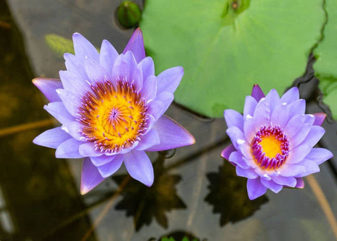 Nymphaea Caerulea फूल पाउडर ब्लू लोटस कार्बनिक हर्बल अर्क 0