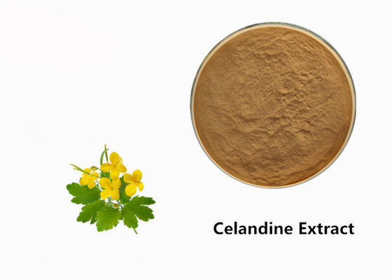 चीन Celandine संयंत्र निकालने पाउडर आपूर्तिकर्ता