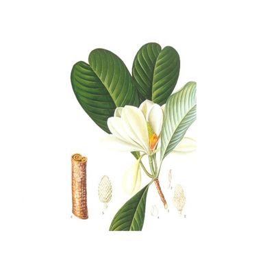 एंटी स्ट्रेस 98% शुद्ध प्राकृतिक जैविक मैगनोलिया बार्क एक्सट्रैक्ट आपूर्तिकर्ता