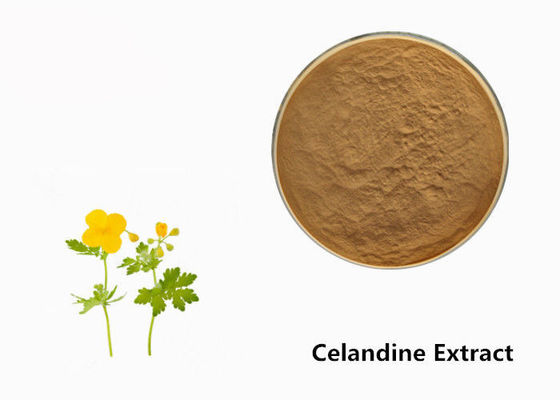 Celandine संयंत्र निकालने पाउडर आपूर्तिकर्ता