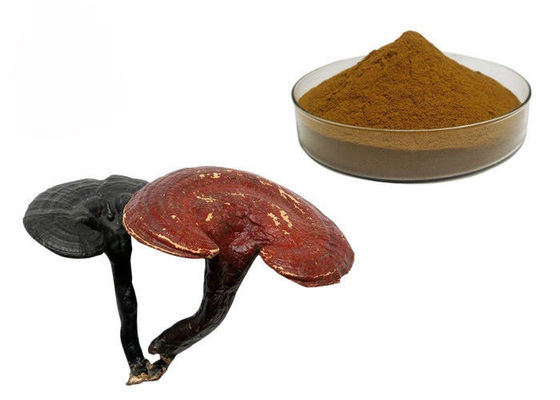 50% शुद्धता गण्डर्मा लुसीडुम रीशी मशरूम अर्क पाउडर आपूर्तिकर्ता